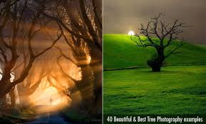 We did not find results for: 40 Beautiful Tree Photography Examples From Around The World