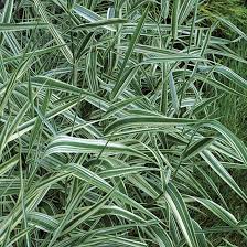 Image result for Phalaris