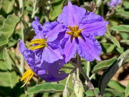 Image result for Solanum torreanum