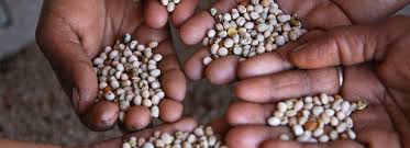 Advantage of storing seeds in seed banks. Seed Systems Knowledge Portal Food Business Knowledge Platform