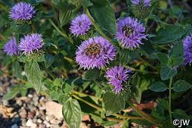 Image result for Polystachya villosa