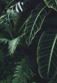 Shop affordable wall art to hang in dorms, bedrooms, offices, or anywhere blank walls aren't welcome. Pinterest Kyliieee Palm Tree Aesthetic Inspiration Banana Leaf And Tropical Palm Leaves Dark Green Aesthetic Plant Aesthetic Plant Photography