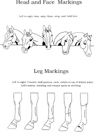Face Leg Markings Hand Out Horsemastership Glenlyon Pony Club Horse Anatomy Horse Lessons Horse Camp