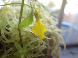 Image result for Utricularia scandens