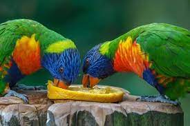 If you are allergic to oranges, you. Can Parrots Eat Citrus Fruit Lemons Limes Grapefruit Oranges