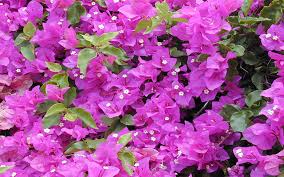 Our customers love us because we always deliver the freshest blooms on time. Plant Nursery North Fort Myers