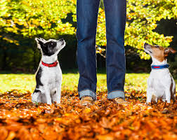 Find us 2909 san luis rey road, oceanside, ca 92058 Limitless Dog Training Temecula San Diego Ca Dog Trainers