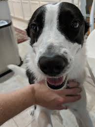 Check spelling or type a new query. Chad James Auf Twitter Border Collie Pitbull Mix