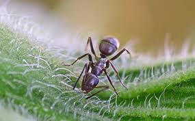 Odorous house ants can be found trailing through kitchens in homes all across the u.s. Ants A Guide To The Common Ants Found In Washington State