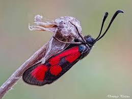 Image result for Cyperus longicarpus