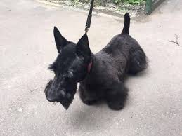 She's super sweet and friendly. Giant Schnoodle Puppies Missouri