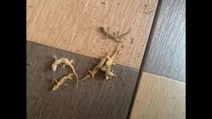 Nama tarian ini memang kurang terkenal dibandingkan nama tarian sumber gambar: Testimoni Cicak Mati Menggunakan Racun Gec K O Youtube