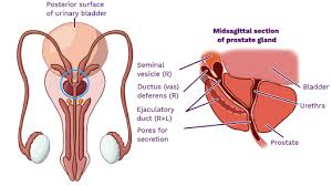 Image result for Prostate Anatomy