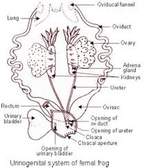 Female Reproductive System Of Frog Reproductive System Female Reproductive System Frog
