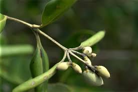 Image result for Avicenniaceae