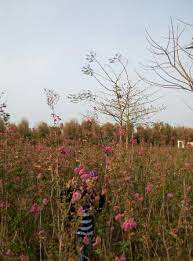 Taman sakura aeon mall bsd di tangerang ini sangat bagus. Hutan Bambu Dan Taman Sakura Keputih Sukolilo Surabaya 2021 All You Need To Know Before You Go With Photos Tripadvisor