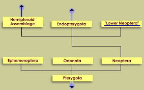 Image result for Pterygota