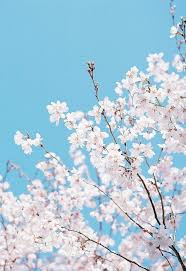 App Icon Pastel Blue Aesthetic Light Blue Aesthetic Flower Background Wallpaper Blue Aesthetic 277 free images of pastel blue. app icon pastel blue aesthetic