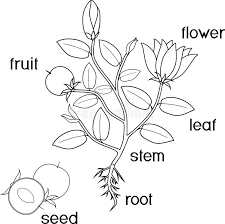 See the cute muppet standing between the two number ones that make eleven. Coloring Page Parts Of Plant Morphology Of Pepper Plant With Leaves Fruits Flowers And Root System Stock Vector Illustration Of Bell Colouring 164563957