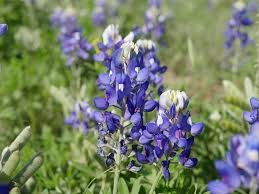 They attract all types of butterflies, repel deer, and can be left to grow sprawling on the ground or arranged to fall over a wall. Hd Wallpaper Texas Blue Bonnet Flower Bloom Floral Spring Wildflower Wallpaper Flare