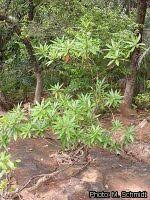 Image result for Breonadia