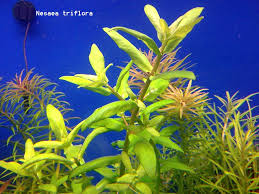 Image result for Nesaea