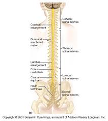 Go getter (1) houses in the uk. Ch 12 Gross Anatomy Of The Spinal Cord