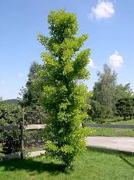 Ginkgo Biloba Pflanzen Baume Garten Garten Und Outdoor