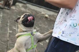 We did not find results for: How To Make Your Dog Stay Calm When Guests Arrive Doggie Collective