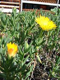 Image result for Lampranthus spp.