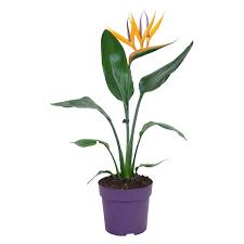 El tamaño de las semillas de un tipo a otro varían mucho, es normal? Paradiesvogelblume Mit Dekoblute Topf O Ca 13 Cm Strelitzia Reginae Kaufen Bei Obi