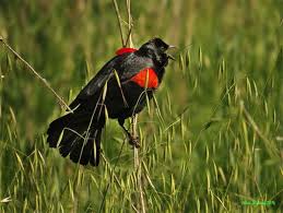 Pied Crow Black Bird With White Ring Around Neck Bird Identification Guide Bird Watcher S Digest