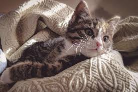 Playing with your cat is another great way to bond. Time Patience And Understanding Creating A Bond With Your Cat Life Cats