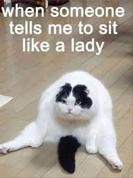33 Funny Cat Memes That Never Fail To Make Us Lol Funny Animal Jokes Animal Jokes Funny Animal Memes