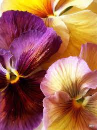 Dainty Pansy Whose Soft Painted Face Tickles My Garden With Whimsical Grace Wilted Spinach And Gruyere Fritt Pansies Flowers Pansies Watercolor Flowers