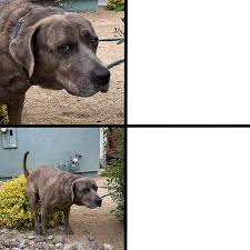 We did not find results for: Dog Pooping In The Flowers Blank Template Meme Templates