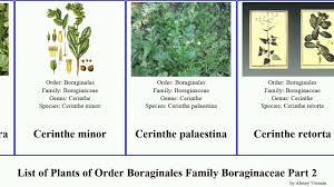 Image result for Cordia goetzei