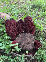 Image result for Sarcophyte piriei