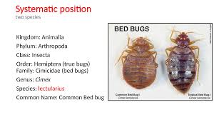 Image result for Cimex Lectularius L