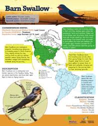 Education Page 4 Birdscaribbean
