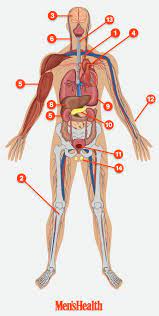 As commonly defined, the human body is the physical manifestation of a human being, a collection of chemical elements, mobile electrons, and electromagnetic fields present in extracellular materials and cellular components organized hierarchically into cells, tissues, organs,and organ systems. How Much Every Body Part Actually Weighs