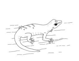 · this picture is relatively simple to color and you can be assured that your kid will do a good job with it. Madagascar Day Gecko Coloring Page By Mama Draw It Tpt