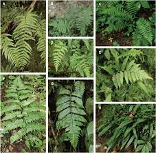 Image result for Deparia