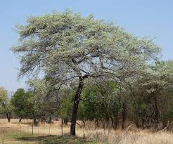Image result for Terminalia randii