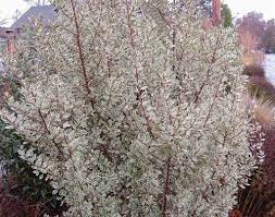 Nice Tall Evergreen Narrow Shrub For Sunny Side Borders Drought Tolerant Shrubs Small City Garden Shrubs