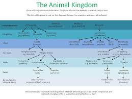 Animal Scientific Classification Chart Science