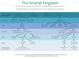 animal scientific classification chart science