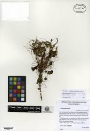 Image result for Cuscuta cassytoides