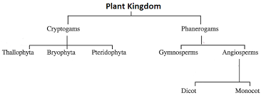 classification of plant kingdom cryptogamae bryophyta