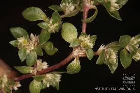 Image result for Guilleminea densa